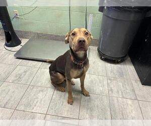 American Staffordshire Terrier-Unknown Mix Dogs for adoption in Grand Prairie, TX, USA