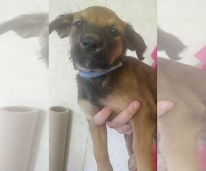 Great Dane-Unknown Mix Dogs for adoption in Amarillo, TX, USA