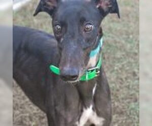 Greyhound Dogs for adoption in Grandville, MI, USA