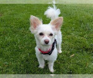 Malchi Dogs for adoption in San Clemente, CA, USA