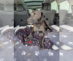 Labrador Retriever-Unknown Mix Dogs for adoption in MIDWAY, UT, USA