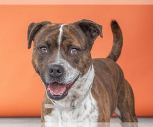 Boxer Dogs for adoption in Pasadena, CA, USA