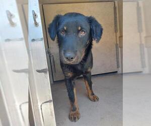 Dachshund-Rottweiler Mix Dogs for adoption in Chula Vista, CA, USA