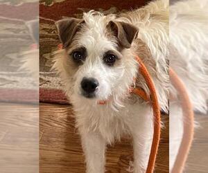 Jack Russell Terrier Dogs for adoption in Raytown, MO, USA