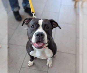 American Bulldog-Unknown Mix Dogs for adoption in Princeton, MN, USA