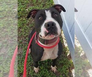 American Staffordshire Terrier Dogs for adoption in Fort Lauderdale, FL, USA