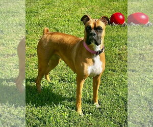 Boxer Dogs for adoption in Dumont, NJ, USA