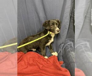 Mutt Dogs for adoption in Modesto, CA, USA