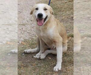 Great Pyredane Dogs for adoption in Bandera, TX, USA