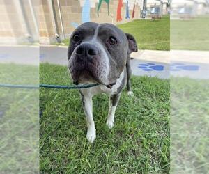 American Pit Bull Terrier Dogs for adoption in Corpus Christi, TX, USA