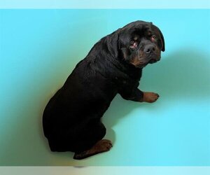 Rottweiler-Unknown Mix Dogs for adoption in Tulsa, OK, USA