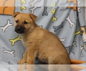 Mutt Dogs for adoption in Thief River Falls, MN, USA