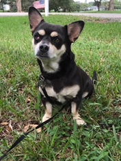 Medium Photo #1 Chi-Corgi Puppy For Sale in Davie, FL, USA