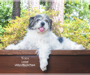 Mutt Dogs for adoption in Mount Pleasant, SC, USA