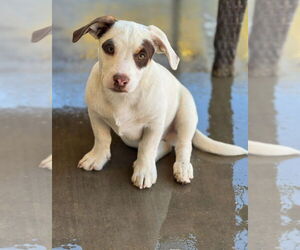 American Staffordshire Terrier-Unknown Mix Dogs for adoption in Lake Forest, CA, USA