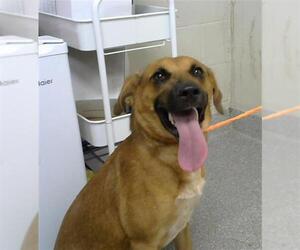 Mutt Dogs for adoption in Pasadena, TX, USA