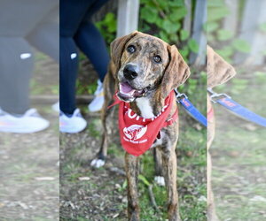 Mutt Dogs for adoption in Wakefield, RI, USA