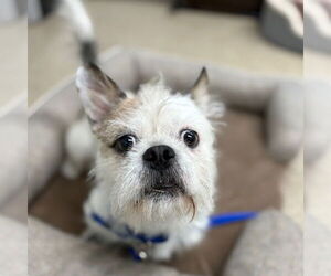 French Tzu Dogs for adoption in Boston, MA, USA