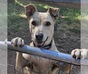 Mutt Dogs for adoption in Belfair, WA, USA