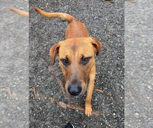 Labrador Retriever-Unknown Mix Dogs for adoption in Elmsford, NY, USA
