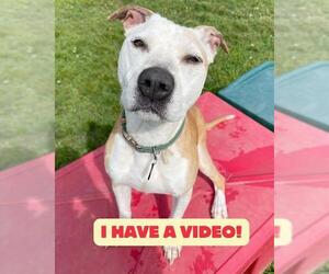 Pharaoh Hound-Unknown Mix Dogs for adoption in Forestville, MD, USA