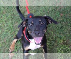 Mutt Dogs for adoption in McDonough, GA, USA