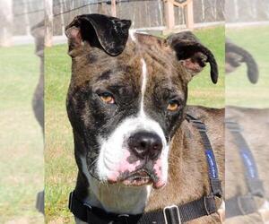 Boxer Dogs for adoption in Nashville, IN, USA
