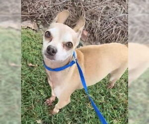 Chihuahua Dogs for adoption in Tarrytown, GA, USA