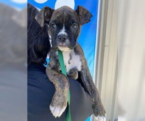 Boxer Dogs for adoption in Salinas, CA, USA