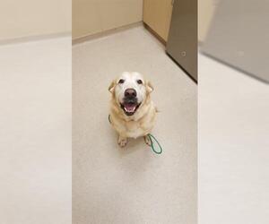 Labrador Retriever Dogs for adoption in Clyde, NC, USA