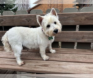 Mutt Dogs for adoption in Sioux Falls, SD, USA