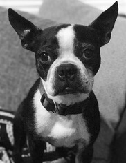 Medium Photo #1 Boston Terrier Puppy For Sale in Plano, TX, USA