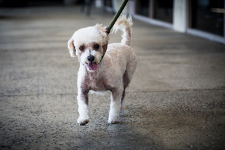 Lhasa-Poo Dogs for adoption in See Website, CA, USA