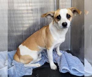 Chihuahua-Unknown Mix Dogs for adoption in San Antonio, TX, USA