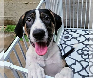 Catahoula Leopard Dog-Unknown Mix Dogs for adoption in Chicago, IL, USA