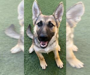 German Shepherd Dog Dogs for adoption in Sacramento, CA, USA