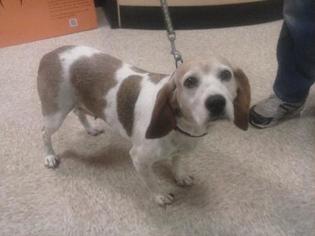 Beagle Dogs for adoption in Springfield, OH, USA