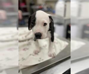 American Pit Bull Terrier-Staffordshire Bull Terrier Mix Dogs for adoption in Center Township, PA, USA