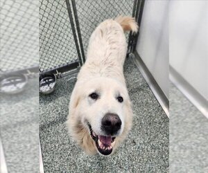 Great Pyrenees Dogs for adoption in Salisbury, NC, USA