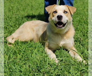 American Pit Bull Terrier-Huskies  Mix Dogs for adoption in Talladega, AL, USA