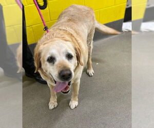 Labrador Retriever Dogs for adoption in Forestville, MD, USA