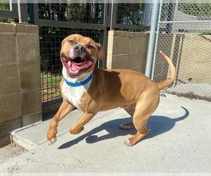 American Staffordshire Terrier Dogs for adoption in Denver, CO, USA