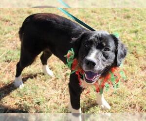 Borador Dogs for adoption in Arlington, TX, USA