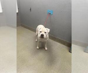 Mutt Dogs for adoption in Las Vegas, NV, USA