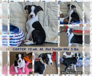 Ratese Dogs for adoption in Mesa, AZ, USA