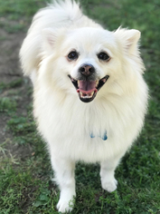 Pomimo Dogs for adoption in Rancho Santa Margarita, CA, USA