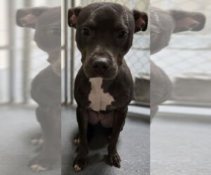 Mutt Dogs for adoption in Glen Allen, VA, USA