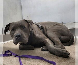 American Pit Bull Terrier Dogs for adoption in San Bernardino, CA, USA