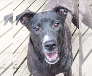 Mountain Cur-Unknown Mix Dogs for adoption in Boston, MA, USA