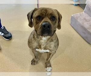 Boxer-Unknown Mix Dogs for adoption in San Clemente, CA, USA